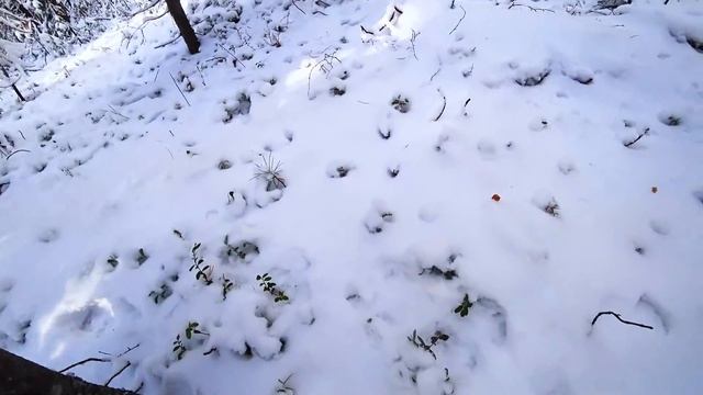 Промысел в тайге  Насторожка дальнего круга часть 1