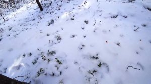 Промысел в тайге Насторожка дальнего круга часть 1