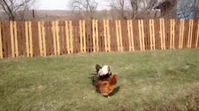 Петухи дерутся.mov смотреть онлайн