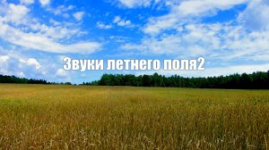 Звук природы.Поле летом