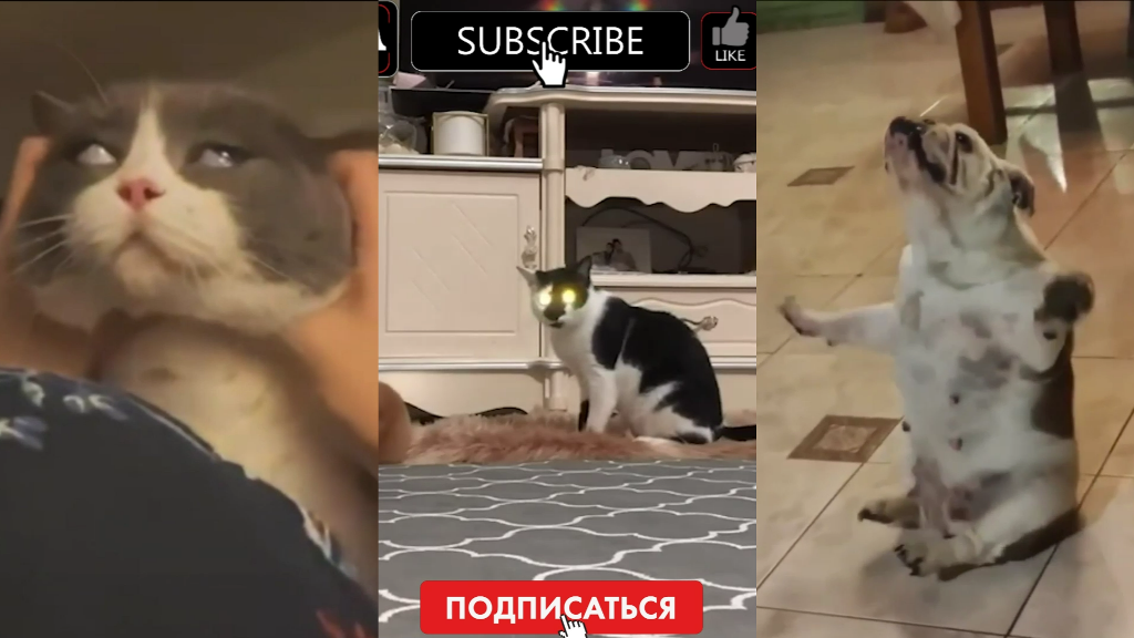 Коты и собаки, смешные и забавные. Часть 10