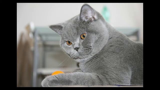 САМЫЕ- САМЫЕ  КРАСИВЫЕ КОТЯТА ! Смотрите все!