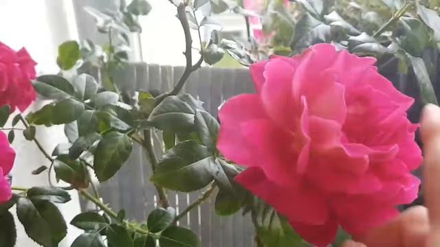 Мои цветочки , моё богатство ...