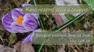 Что на даче? Уборка, расчистка, и кто обгрыз розу и спирею? | vlog Дача как есть 7.04.2024