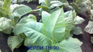 Сорт табака. Берли ТН-90.mp4