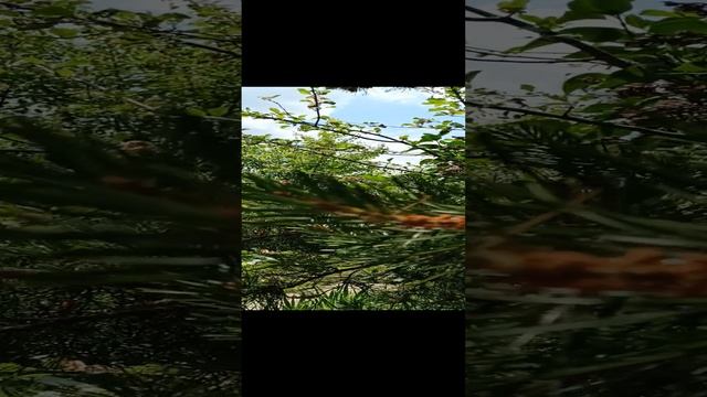 Молодые ветки сосны смотреть онлайн