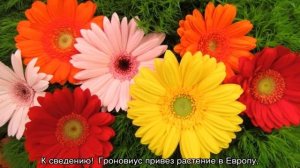 Что такое цветы герберы — как выглядят и как растут