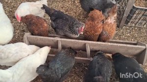 Куры в теплице зимой, мой опыт.Никому ничего не советую, каждый решает сам...