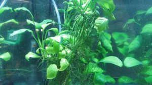 Обзор аквариумов на разводне. Новый свет, Новая рыбка...