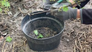 Размножение кустарников новым методом