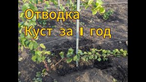 Катавлак или Отводка. Не теряй времени. Урожай винограда в первый год.