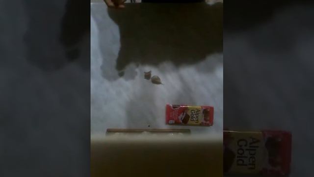 Готовлю что нибудь лёгкое