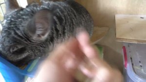 Как приручить шиншиллу к рукам? Самые правильные и лучшие методы.