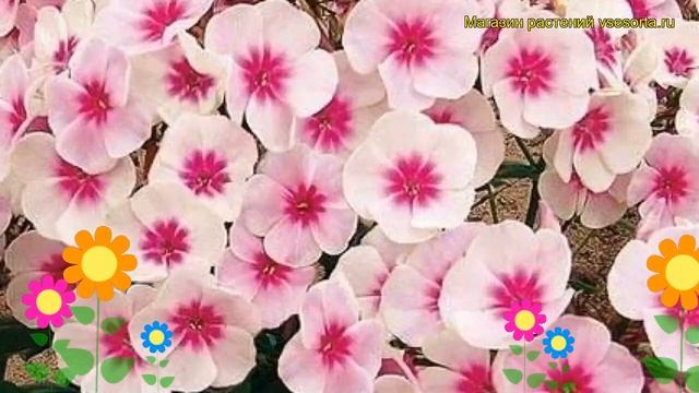 Флокс метельчатый Свизл. Краткий обзор, описание характеристик phlox paniculata Swizzle смотреть онлайн