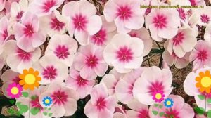 Флокс метельчатый Свизл. Краткий обзор, описание характеристик phlox paniculata Swizzle