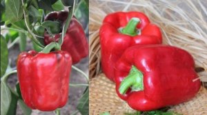 Гибрид перца Звезда востока F1