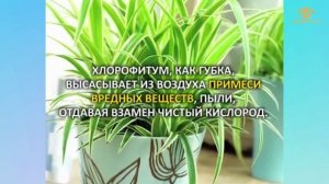 Полезные растения для детской