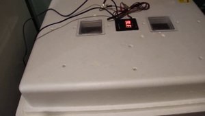 Инкубация куриных яиц, в инкубаторе Несушка-104.