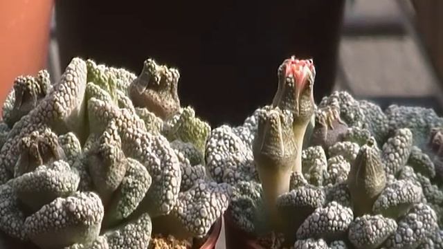 Titanopsis fulleri fiore смотреть онлайн