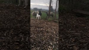 Brave Alabai алабай puppy 8 weeks first sheep encounter