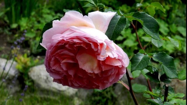 Абрахам Дарби - шикарная парковая роза