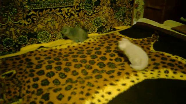 7 главное есть куда спрятаться смотреть онлайн