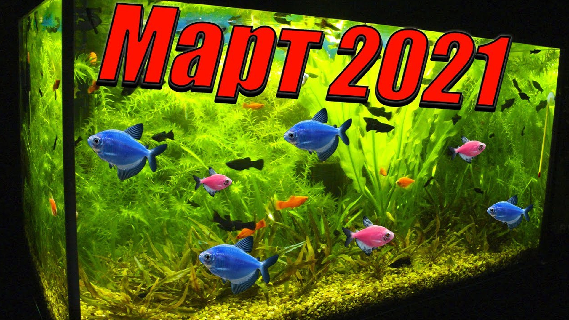 Обзор моей рыборазводни и аквариумных рыбок (Март 2021)