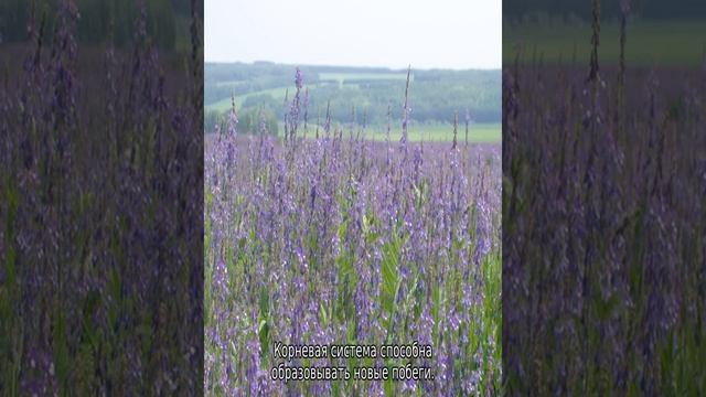 Козлятник трава: описание, свойства и применение смотреть онлайн