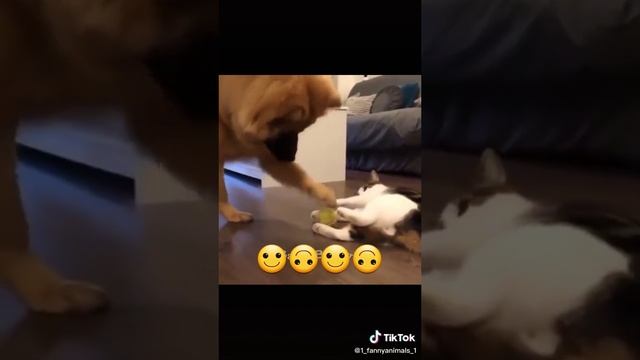Домашние животные. ржачные приколы посмотрите. смех до слез. 2 часть