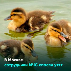 В Москве сотрудники МЧС спасли утят