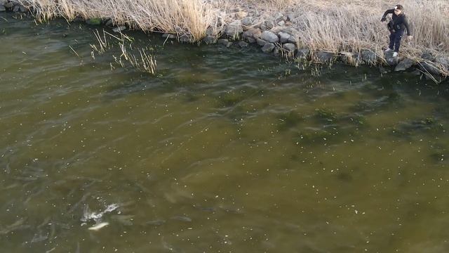 Нашествие Кефали, охота с рогаткой. смотреть онлайн