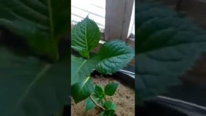 Гортензия крупнолистная Ред Барон-Ваши отзывы ?