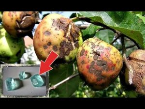 Одолела парша на яблоне? Если отличное лечение! Железный купорос от парши на яблоне осенью!