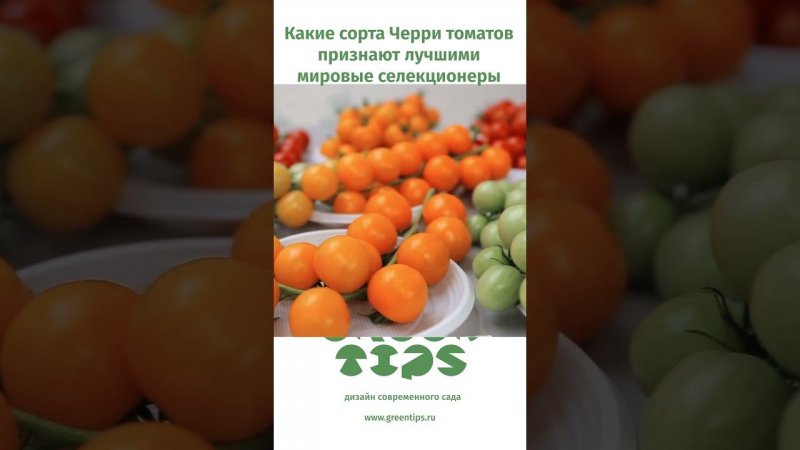 Лучшие томаты Черри. Семена https://www.wildberries.ru/brands/310612461-Green%20Tips#c148269537