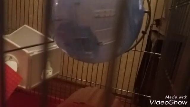 Кого легче приручить : джунгарика или сирийца?! Джунгарик VS Сириец смотреть онлайн