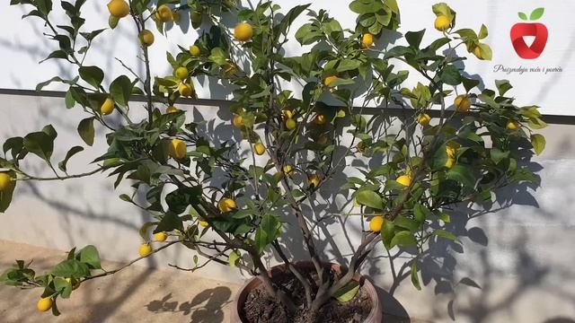 Zašto limun ne cvijeta i zbog čega nema plodova? смотреть онлайн