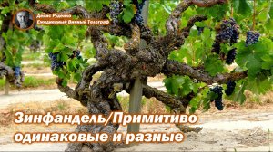 Зинфандель/Примитиво - одинаковые и разные!