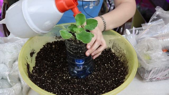 Посылка с фиалками ! Посадка новых деток и листов ! Домашний Цветочный Бизнес