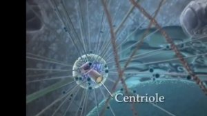 Это не могло "организоваться"  САМО-СОБОЙ! Что происходит внутри клетки человека.