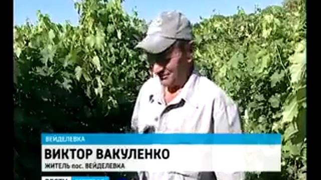 ЮЖНАЯ КУЛЬТУРА НА ЧЕРНОЗЁМНОЙ ЗЕМЛЕ смотреть онлайн