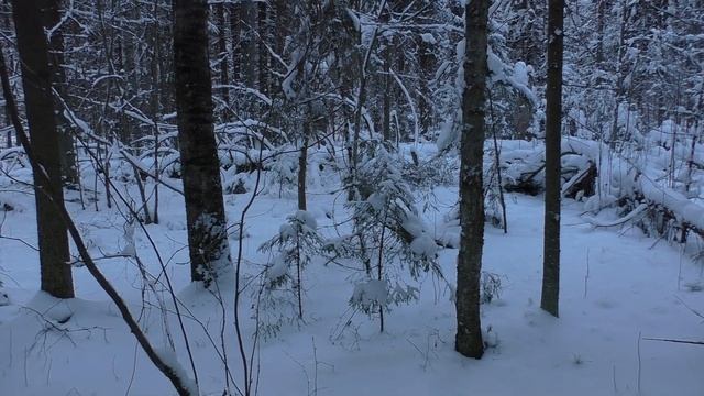 Чага как гриб от всех болезней / набрели на деловой сувель смотреть онлайн