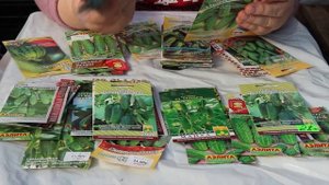 Лучшие Урожайные Сорта Огурцов. Мои Предпочтения.