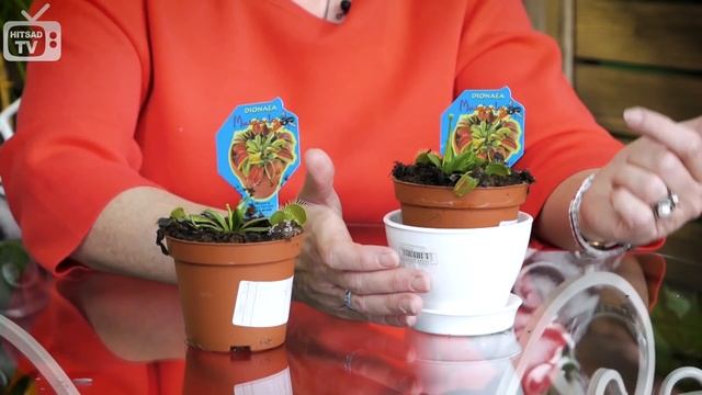 Венерина мухоловка ?Не суйте пальцы! смотреть онлайн