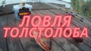 Рыбалка на технопланктон.Толстолоbig на Лысогорке. Толстолобиг