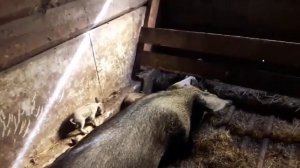 Шпала.Строим  сарай  из шпалы. Эконом  вариант.Подводим  итоги за год.  Минусы  нашего сарая.