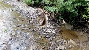 Ловля Хариуса на мушку в Июле. Новосибирск. Летняя рыбалка на малой реке. Моя удочка Maverick.