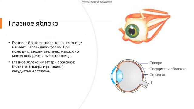 8 класс. Сенсорные системы. Понятие об анализаторах. Зрительный анализатор
