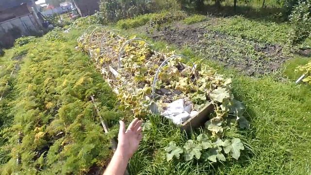 Мои теплые грядки по системе Хольцера своими руками, легко!