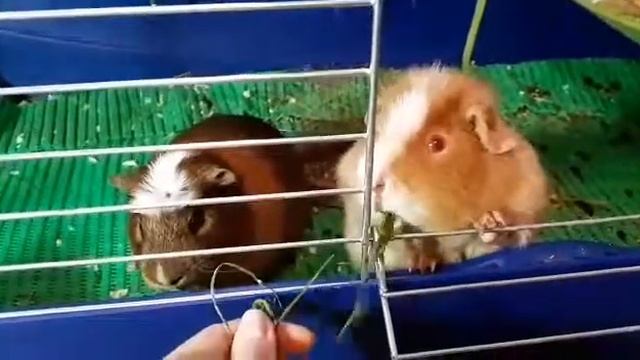 Svinki Family Blog: Как ухаживать за морской свинкой зимой смотреть онлайн