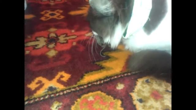 #Как кошка поймала мышку и о том, что она с ней сделала.Смешные кошки.Приколы про кошек и котов. смотреть онлайн